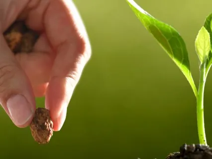 Planting Seeds Of Intention