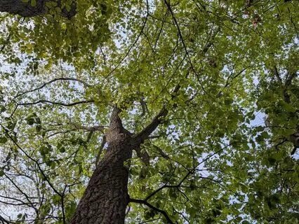 Planting Seeds Of Intention