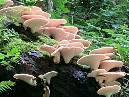 Planting Seeds Of Intention