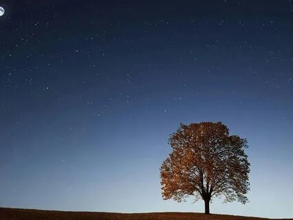 Planting Seeds Of Rest: A Guided Sleep Meditation