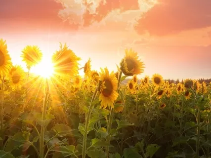 Planting Seeds Meditation