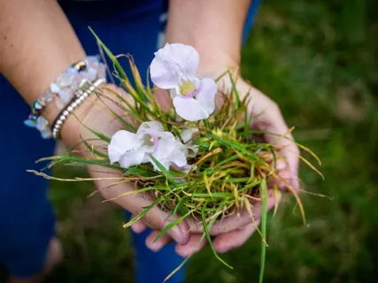 Planting The Right Seeds Meditation 