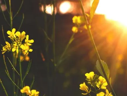 Planting The Seed Of Growth