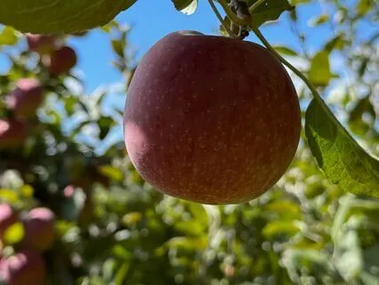 Planting The Seed Of Your True Desire