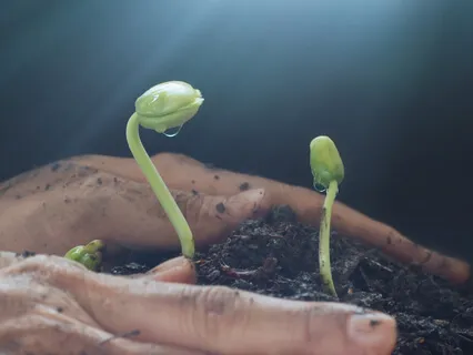 Planting The Seeds Of Awakening