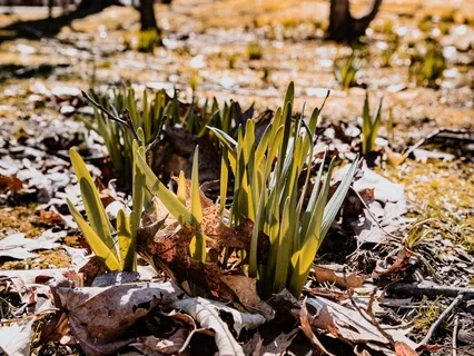 Planting The Seeds Of Intention - A Yoga Nidra