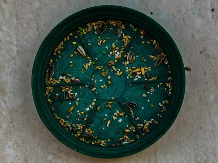 Planting The Seeds Of Transformation (582 Hz)