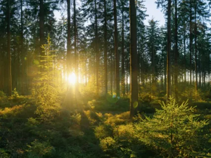 Planting Your Dreams - Guided Tuning Fork Meditation