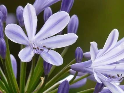 PlantWave Sounds: Agapanthus