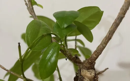 PlantWave Sounds: Bonsai Buddha's Belly Fig