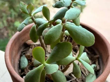 PlantWave Sounds: Cactus