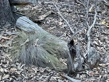 PlantWave Sounds: Grey Tussock-Grass