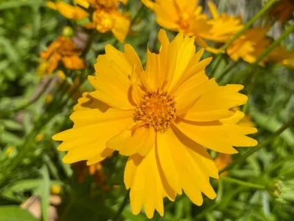 PlantWave Sounds: Lanceleaf Coreopsis