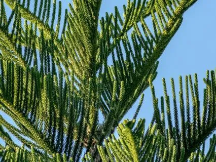 PlantWave Sounds: Norfolk Island Pine