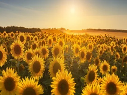 Playful Morning Abundance Meditation