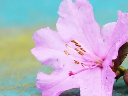 Please Help Us, Ganesha!