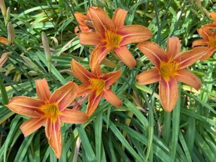 Pleasure Affirmations In Nature