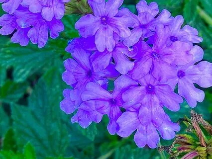 Pleiadian Contact: Starseed Meditation, 852 hz, Release Fear