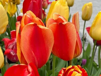 Podcast: Exploring New Worlds Without My Mom