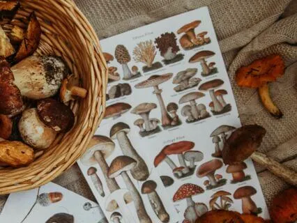 Podcast: Ultimate Fall Checklist