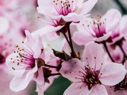 Poem: A Prayer In Spring (By Robert Frost)