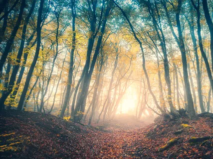 Poem By Mary Oliver: Sleeping In The Forest