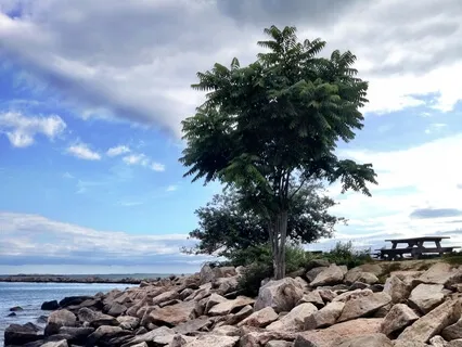 Poem: Dive For Dreams