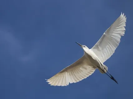 Poem: Do Not Be Ashamed