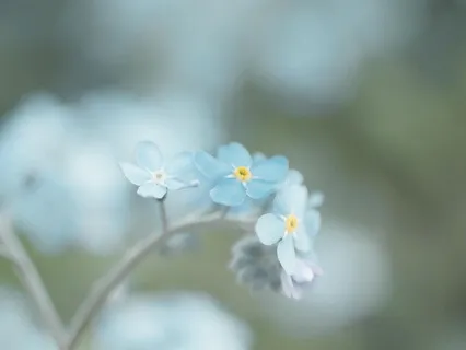 Poem: Forget Me Not