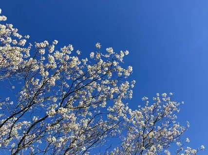 Poem: Freedom (By Langston Hughes)