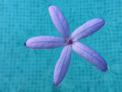 Poem: Freedom In Surrender