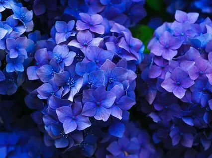 Poem: Garden Of Life