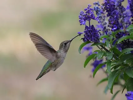 Poem: Hope By Emily Dickinson