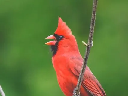 Poem: Hope Is The Thing With Feathers (By Emily Dickinson)