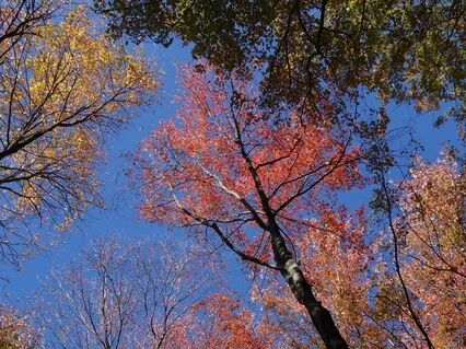 Poem: I Thank You God For Most This Amazing Day 