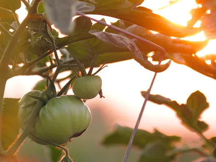 Poem: Into A Radiant Garden - Niklas Moller