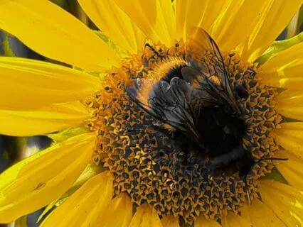 Poem - Little Bee: So Out Of Place