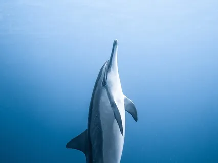 Poem: Not Easy To Say, Not Easy To Feel