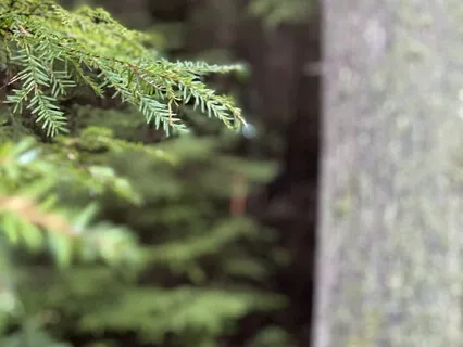 Poem Reading Inner Voice