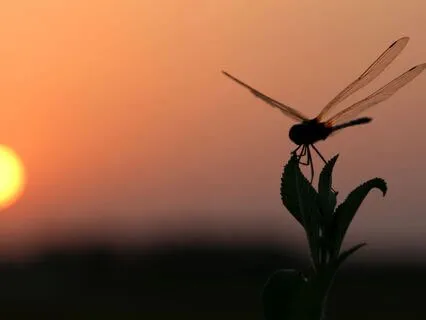 Poem: Song Of The Dragonfly
