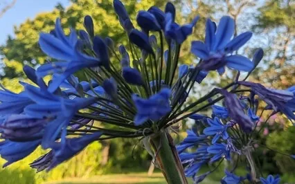 Poem: The Summer Day