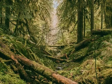 Poem: There Is Pleasure In The Pathless Woods