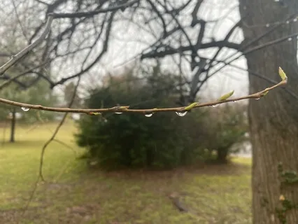 Poems For Presence/ Rain