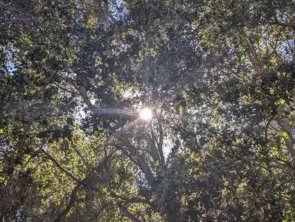 Poetic Meditation For New Beginnings