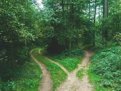 Poetic Pathways: 'The Road Not Taken' With Music & Birdsong