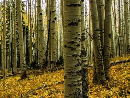 Poetry Meditation - Birches By Robert Frost