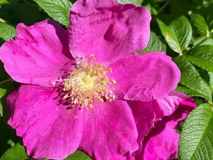 Poetry - Morning Walk