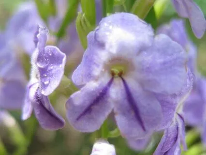 Poetry Readings Of Hafiz And Rumi