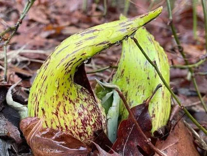 Poetry - Skunk Cabbage