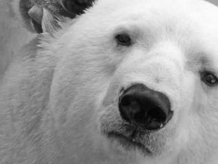 Polar Bear Archangel Gabriel And The Healing Warm West Wind